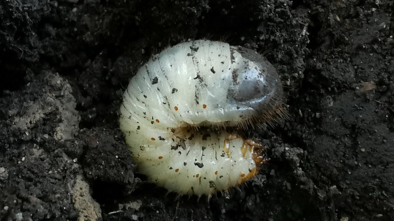 White grub of the June bug or June beetle in soil