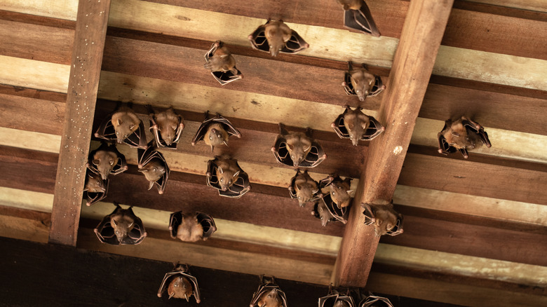 A group of bats hanging from wooden rafters of a home