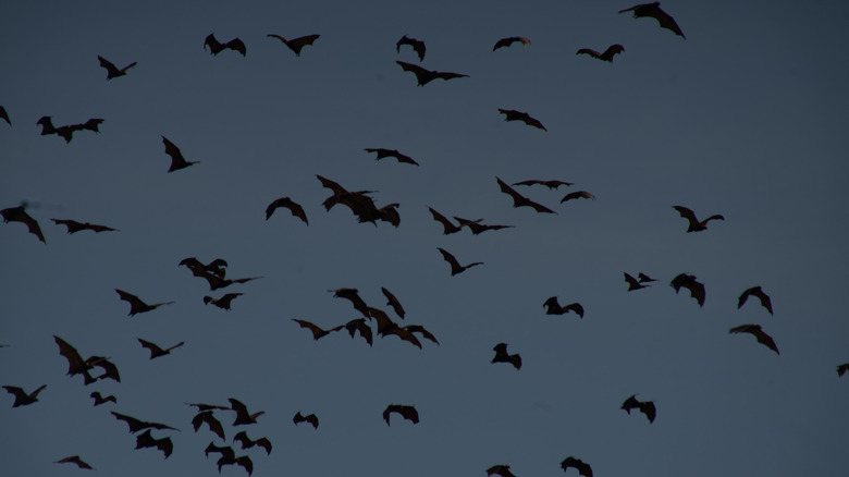 A group of bats is flying against an orange sky during sunset