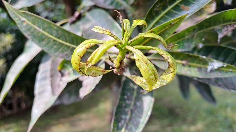 Curling leaves caused by excessive sunlight