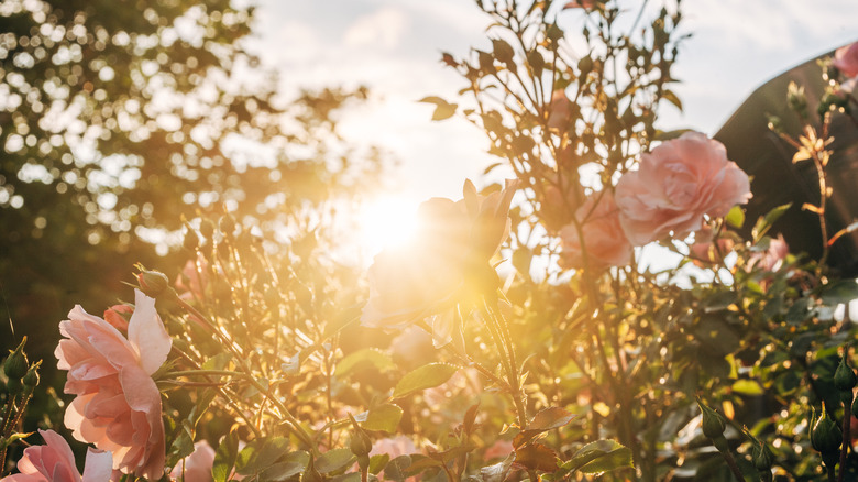 Plants in intense sunlight