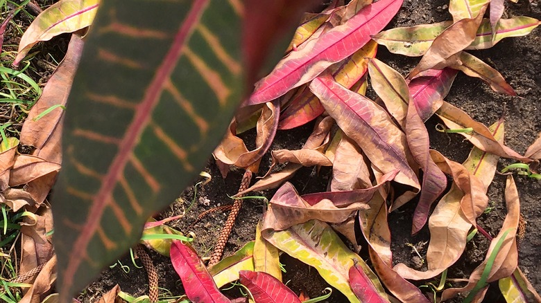 leaves that have dropped because of excessive sunlight