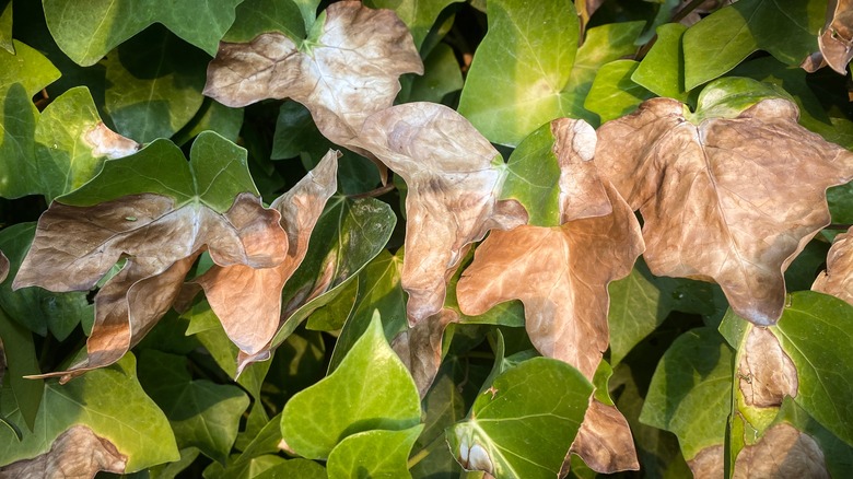 Ivy leaves suffering sunburn from excessive sunlight