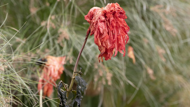Wilted plants