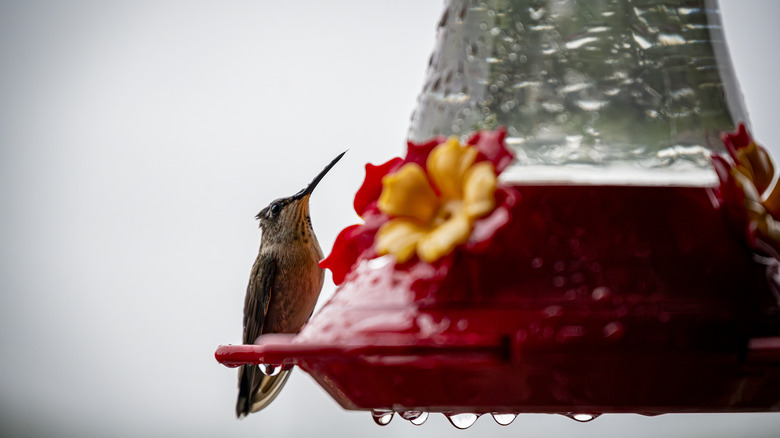 A hummingbird perched on a wet feeder