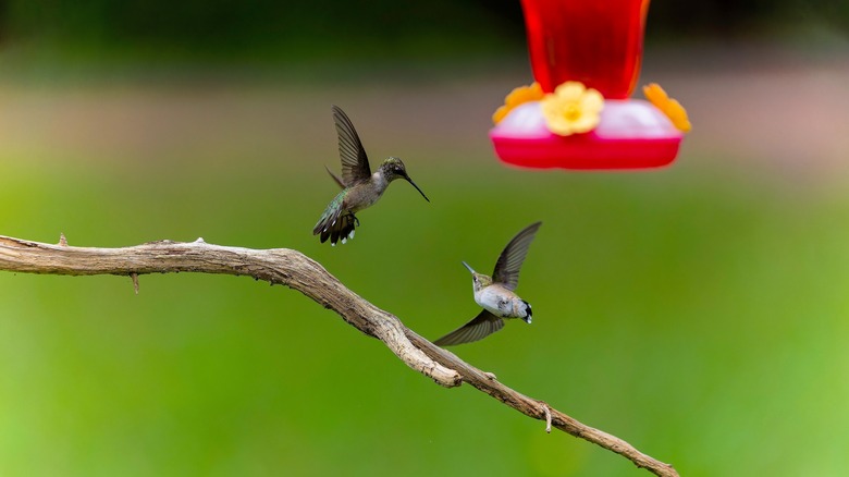 Two hummingbirds flying over a tree branch near a feeder