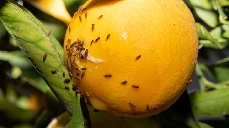 Close-up of flies on fruit