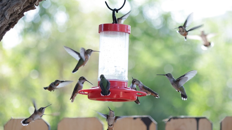 Several hummingbirds flying around and drinking from a feeder