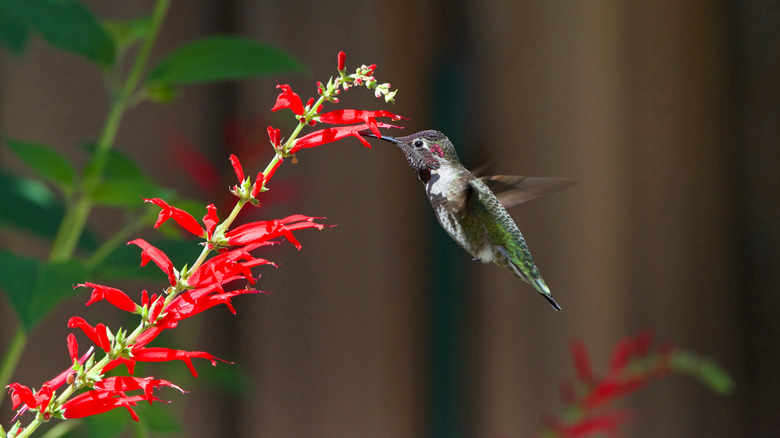 A hummingbird drinking nectar out of a pineapple sage flower
