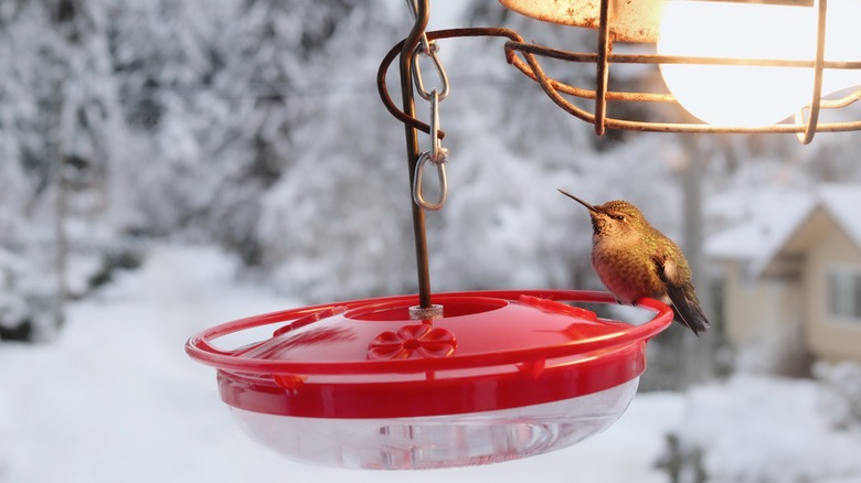 A hummingbird on a feeder beneath a heat lamp