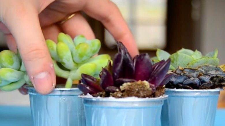 Mini plant pots made out of coffee pods