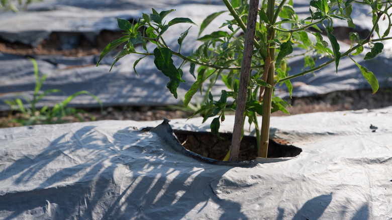 plastic mulch to cover the soil