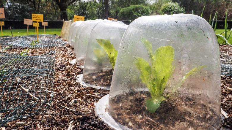 lettuce plants growing in DIY plastic domes