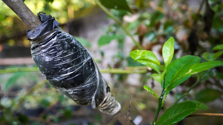 air layering method on fruit plants in the plantation