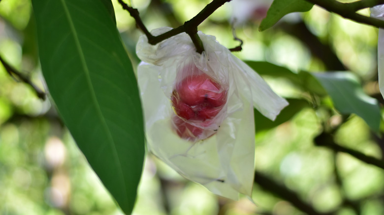Rose apple wrapped in plastic bags