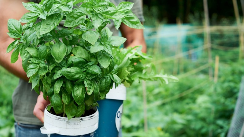 Healthy potted basil plant