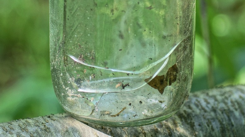 A closeup of a cracked glass jar on branch