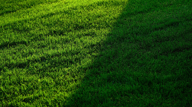Grass growing in a spot that is half-shaded and half-sunny.