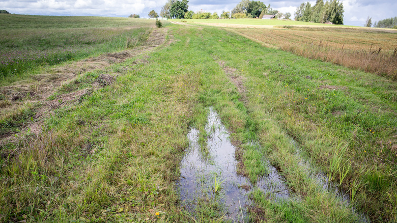 Standing water on poorly drained soil.