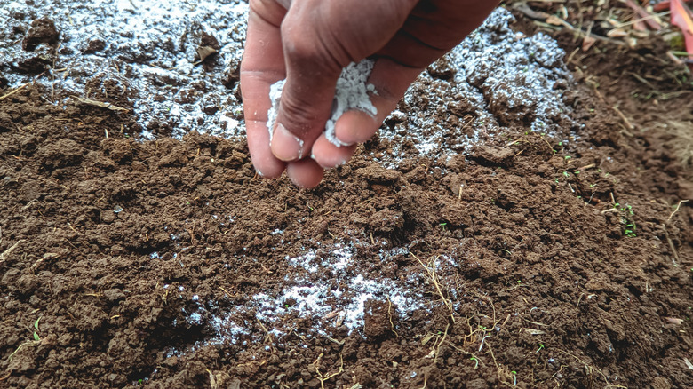Sprinkling garden lime on soil.