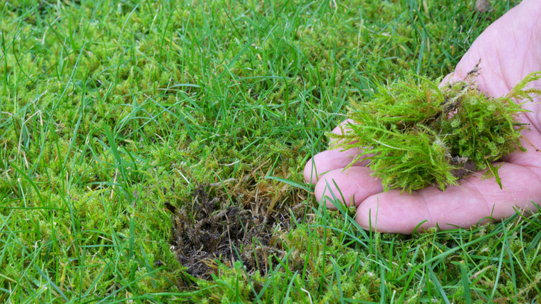 A person holds a patch of moss in their hand after pulling it out of a lawn.