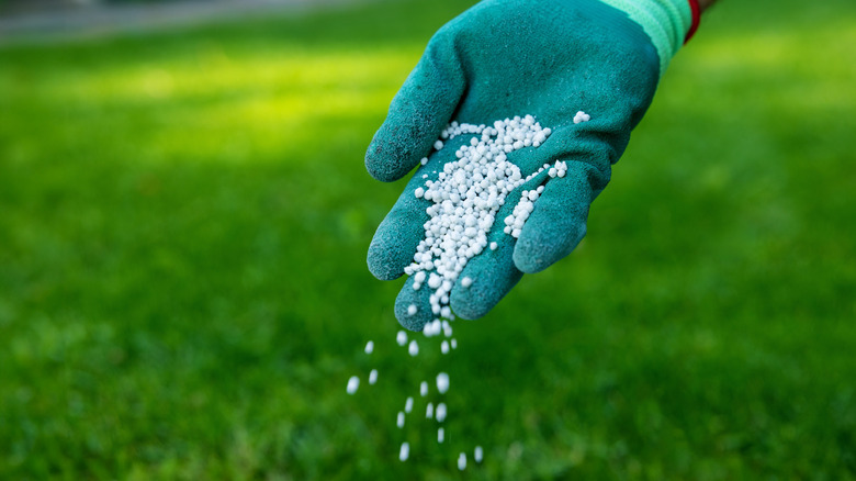 Sprinkling fertilizer on lawn.