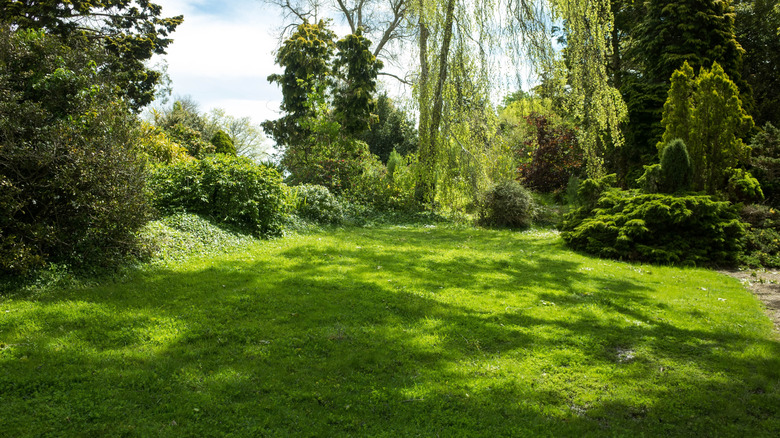 A shady backyard lawn.