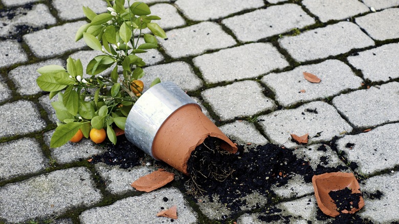planter broken due to wind