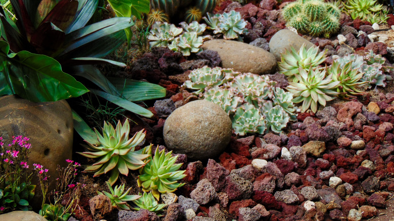 Red lava rock in a garden surrounded by succulents