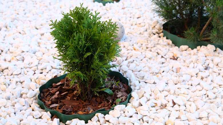 White marble chips surround a small shrub