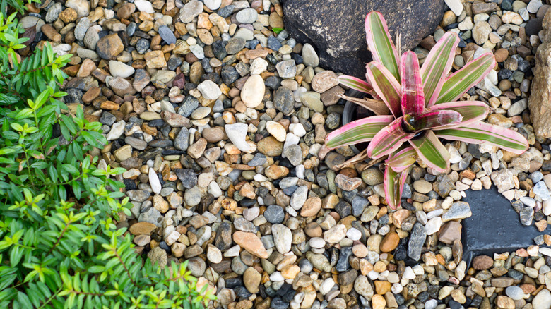 Mixed multicolored pebbles in garden