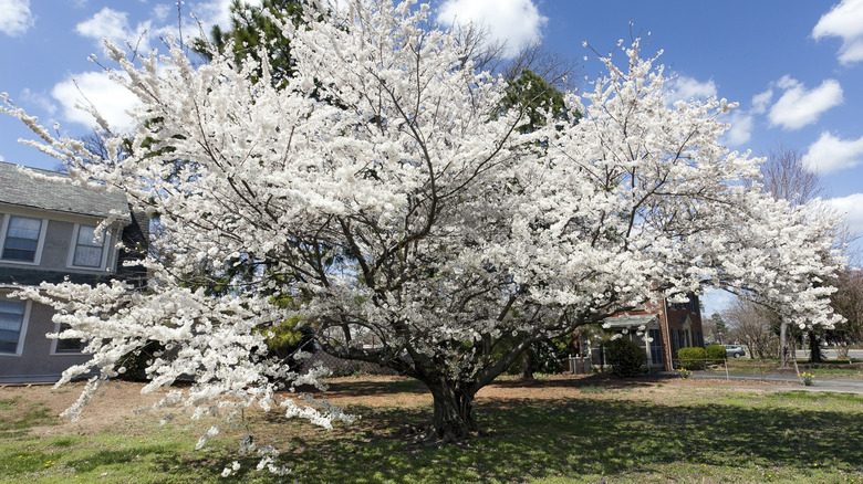 Flowering Bradford pear tree planted in a front yard