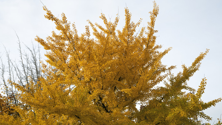 Yellow flowering ginkgo tree against the sky