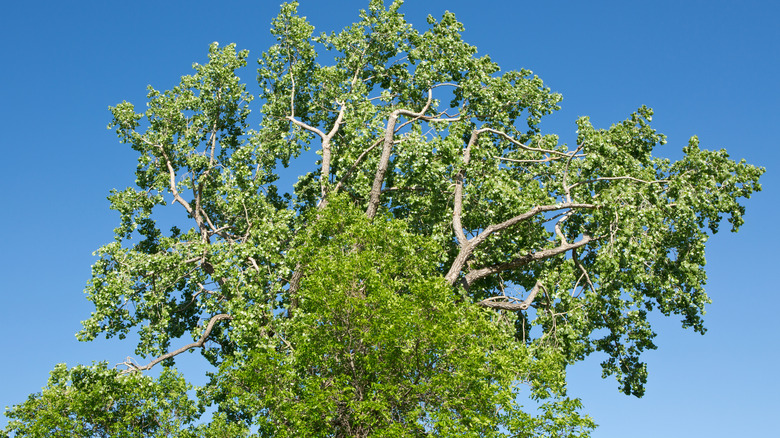 Green ash tree with blue sky background