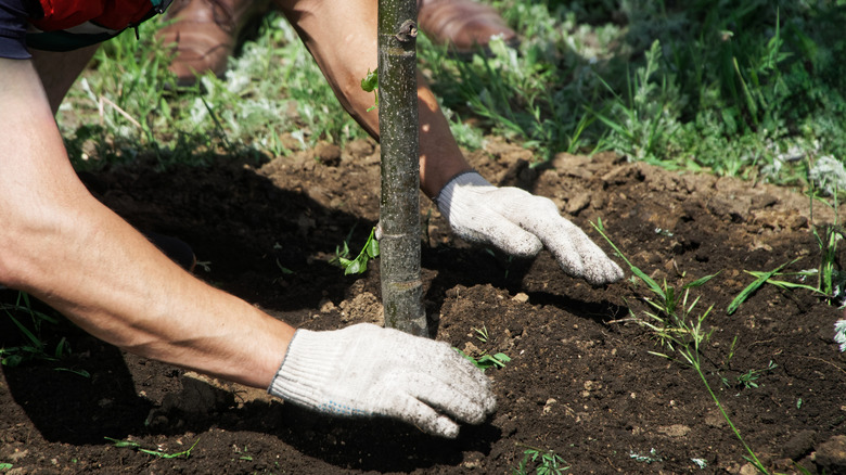 Person wearing gardening gloves planting tree in soil
