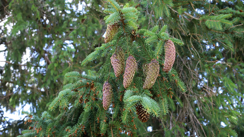 Close up of pinecones on a Norway spruce tree