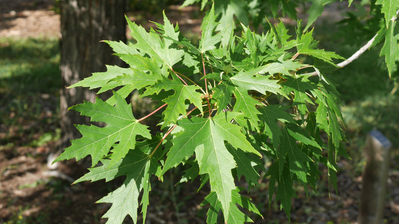 Close up of green leaves on a silver maple tree