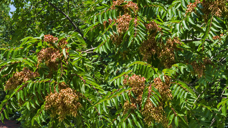Close up of tree of heaven branches
