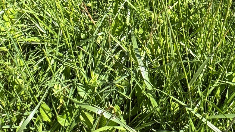 Close-up of long annual ryegrass