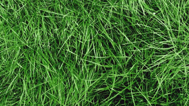Close-up, top down view of Chewings fescue