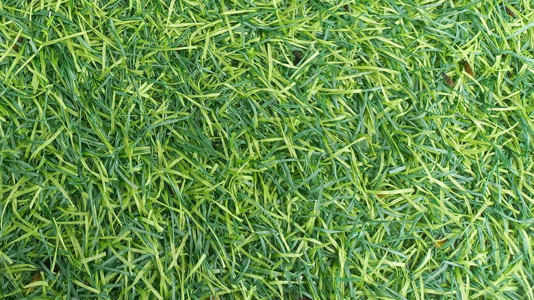 Close-up, top down view of creeping bentgrass