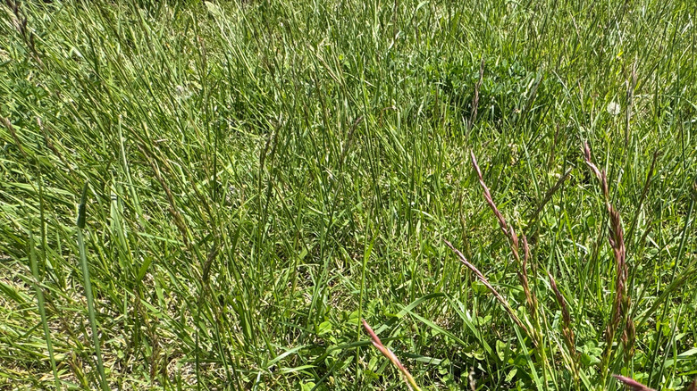 close up of creeping red fescue with a few taller stalks that have gone to seed