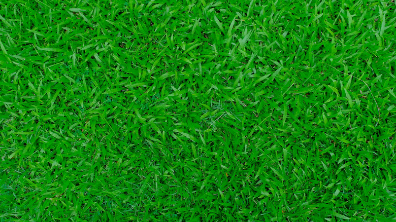 Close-up, top down view of Kentucky bluegrass