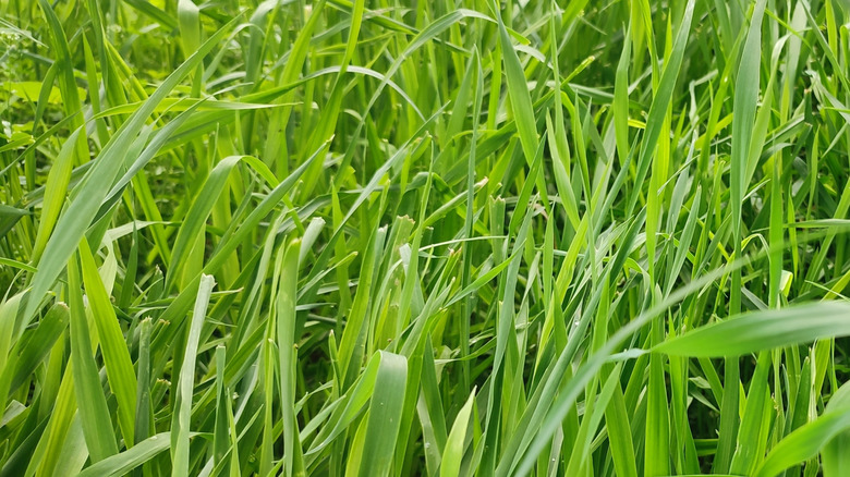 Close-up of perennial ryegrass