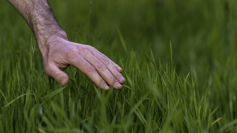 A man's hand on tall fescue grass