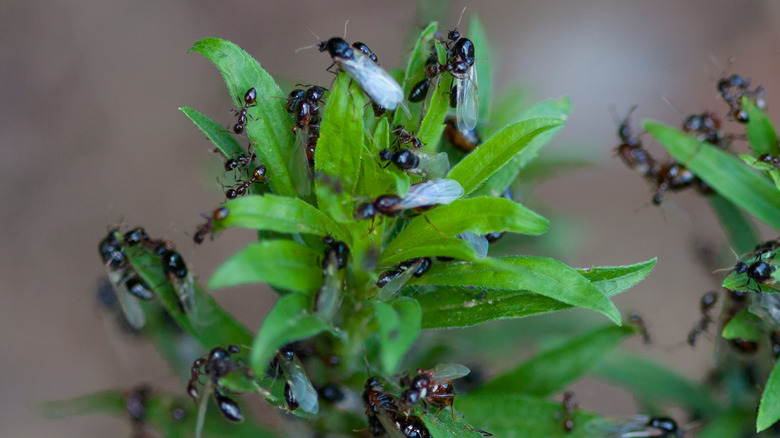 Closeup of black imported fire ant