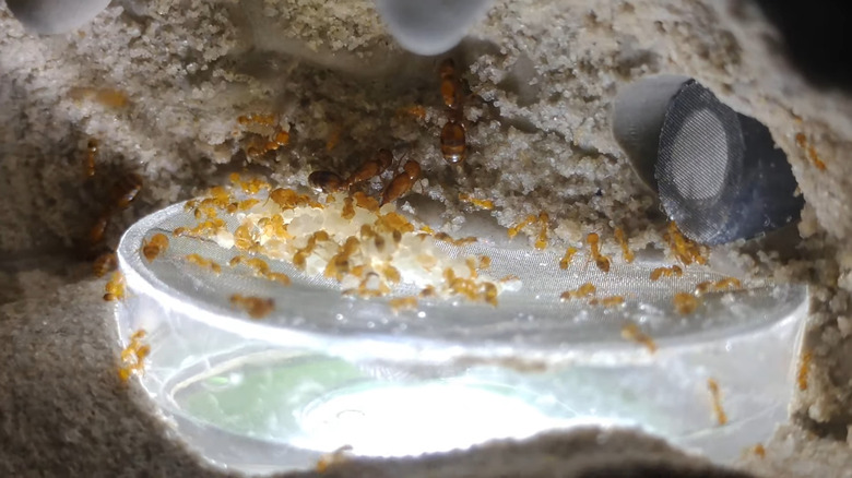Closeup of desert fire ants inside an ant colony