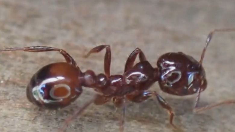 Closeup of S. invicta x richteri hybrid fire ant