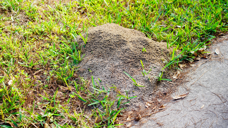 A fire ant mound in a yard
