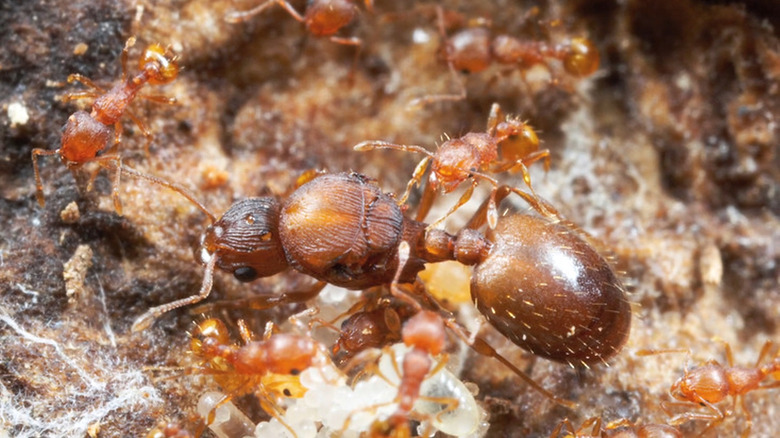 Closeup of a little fire ant